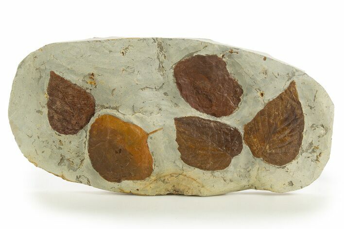 Wide Plate with Five Fossil Leaves (Two Species) - Montana #327218